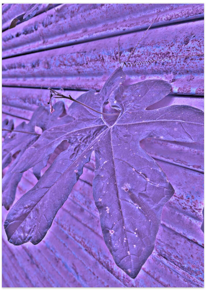 Purple Leaf Dream