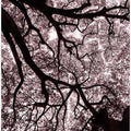 Canopy Veins