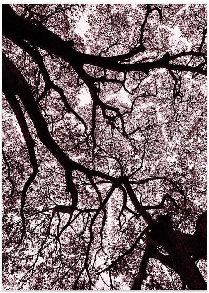 Canopy Veins
