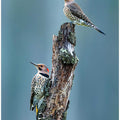 Woodpeckers