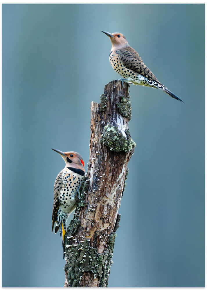 Woodpeckers