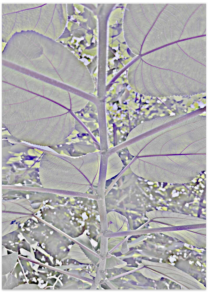 Frosty Foliage Dream