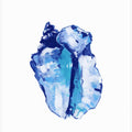 Blue Seashell On White Background No 1