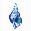 Blue Seashell On White Background No 2