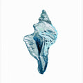 Blue Seashell On White Background No4