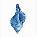 Blue Seashell On White Background No3