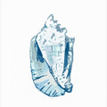 Blue Seashell On White Background No6