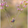 Red-eared Firetail