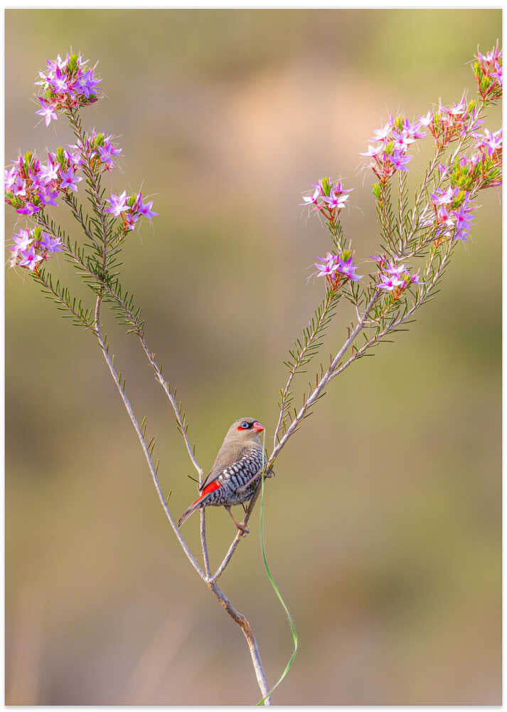 Red-eared Firetail