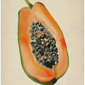 Vintage fruit- Papaya