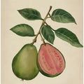 Vintage guava