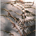 Autumn fern