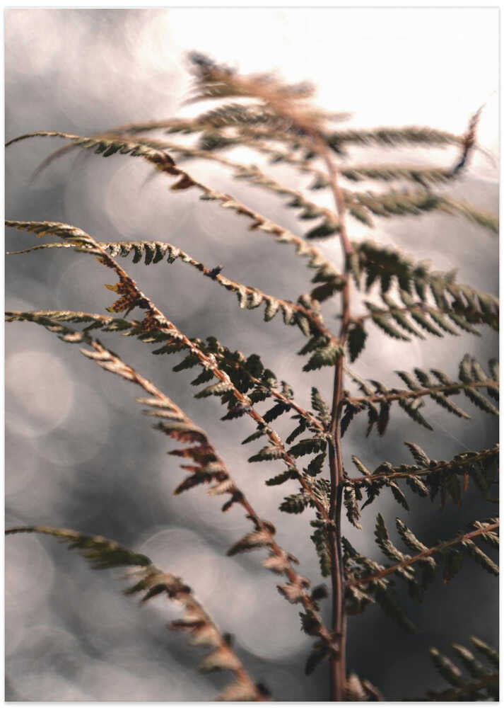 Autumn fern