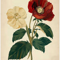 18th century botanical illustration