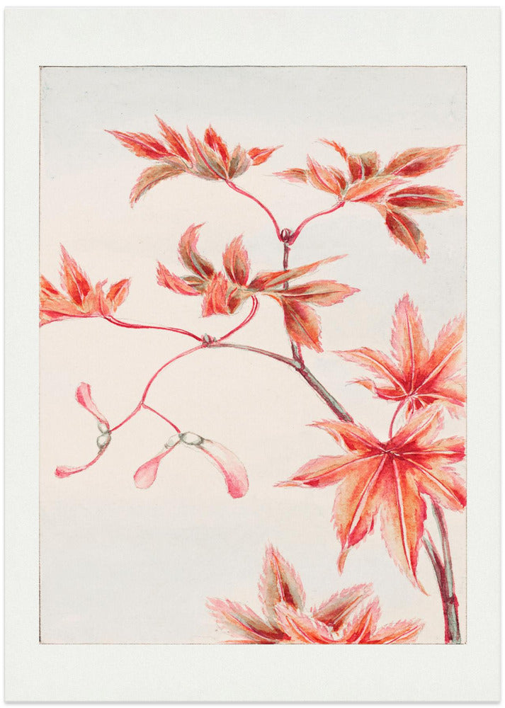 Branch of Momiji Maple Tree With Leaves and Seeds During 1870–1880