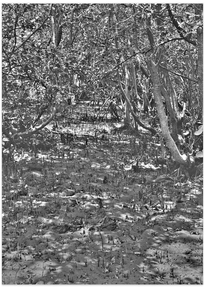 Mystical Mangroves