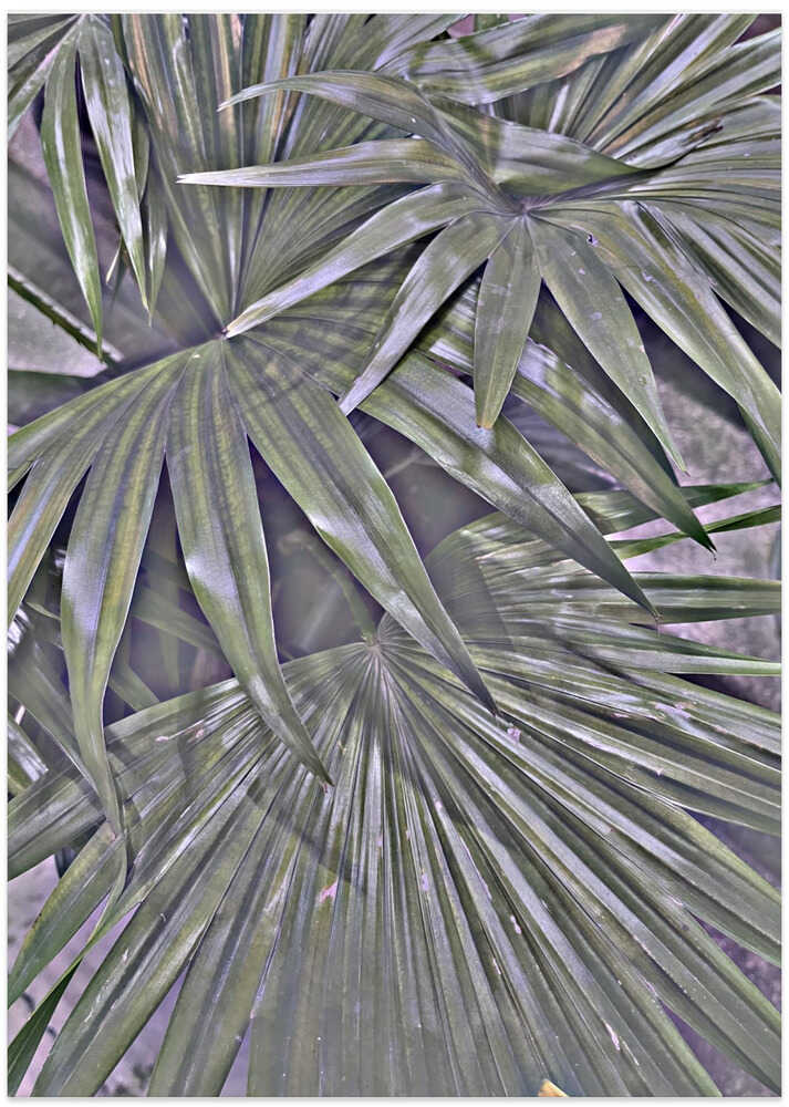 Verdant Palm Elegance