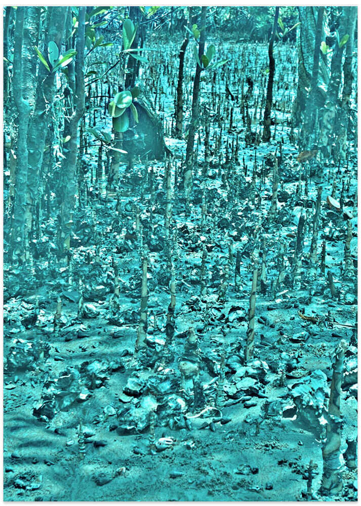 Mystical Mangroves