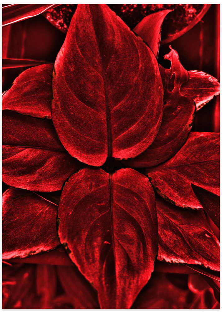 Crimson Leaves Bloom