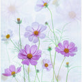 Purple Cosmos