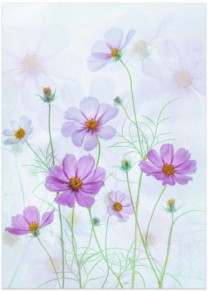 Purple Cosmos
