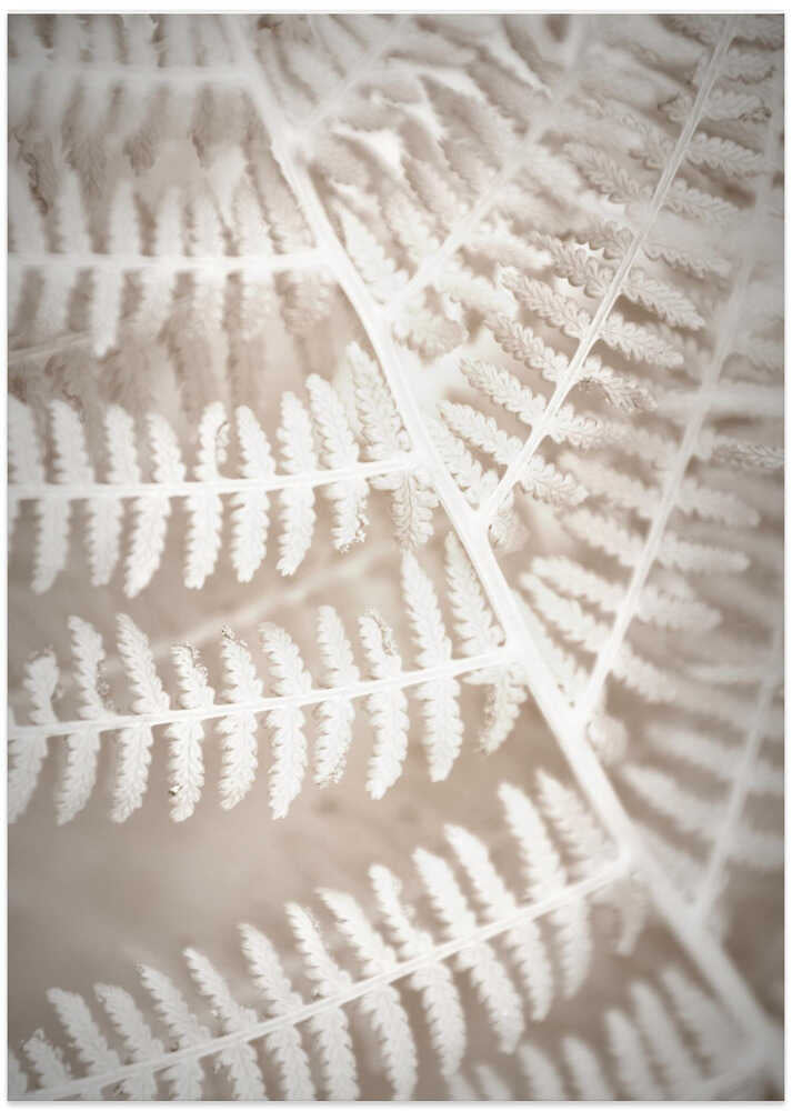 Fern Lace