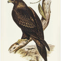 Wedge Tailed Eagle
