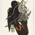 Western Black Cockatoo