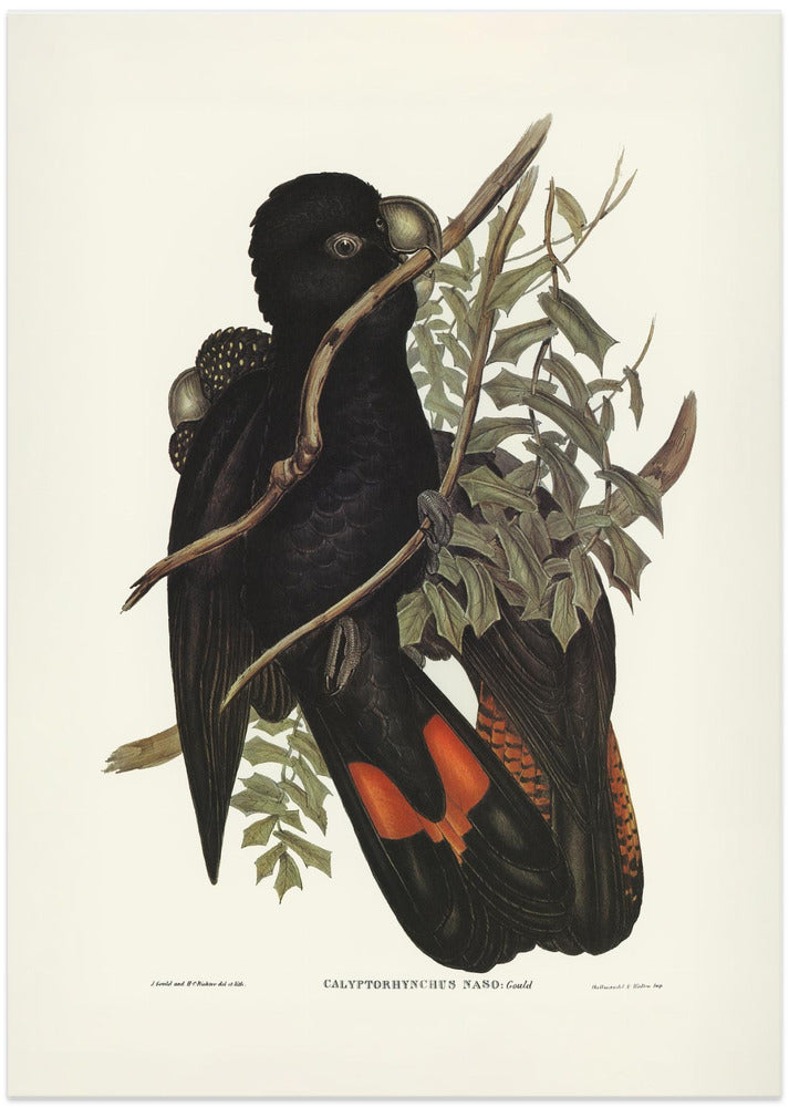 Western Black Cockatoo