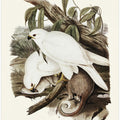 White Goshawk