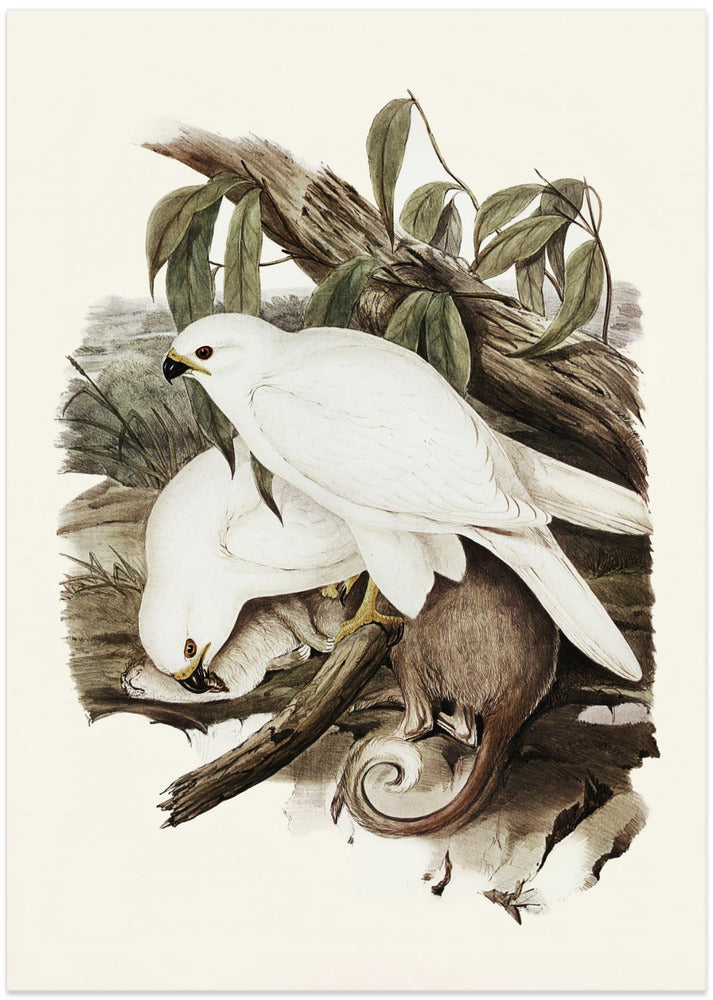 White Goshawk