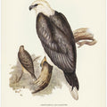 White Bellied Sea Eagle