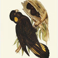 Yellow Eared Black Cockatoo