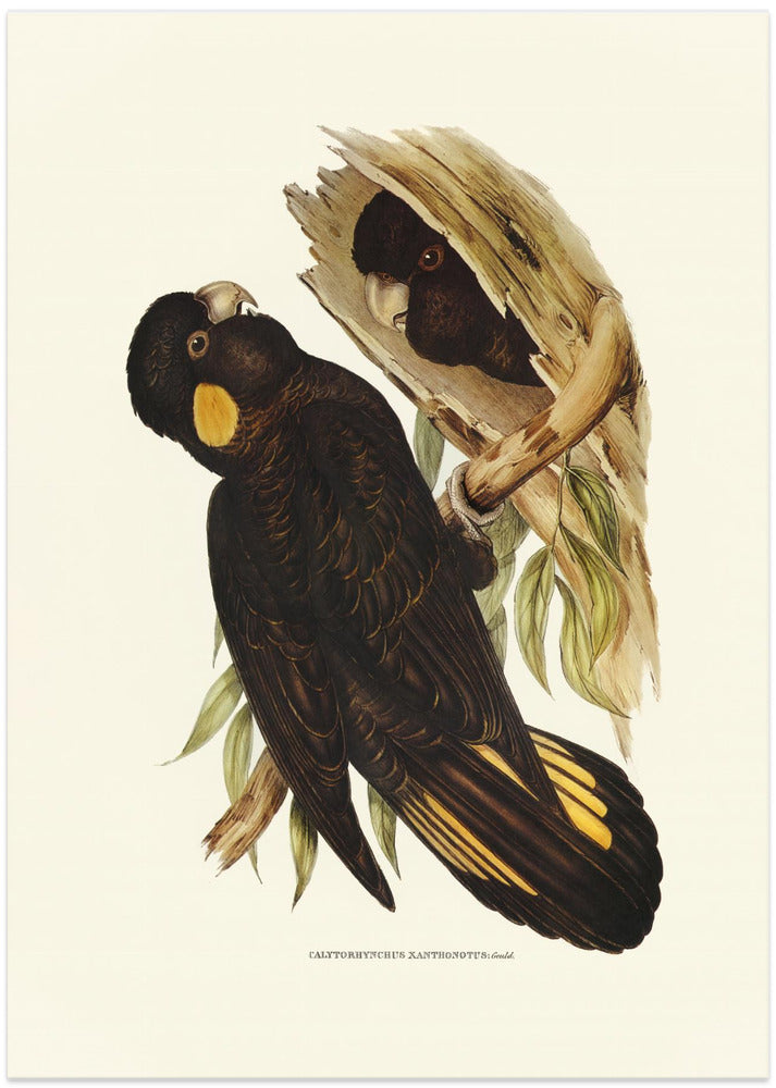 Yellow Eared Black Cockatoo