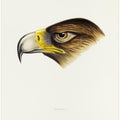 Wedge Tailed Eagle