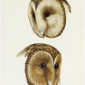 Masked Barn Owl