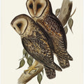 Masked Barn Owl