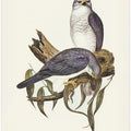 New Holland Goshawk