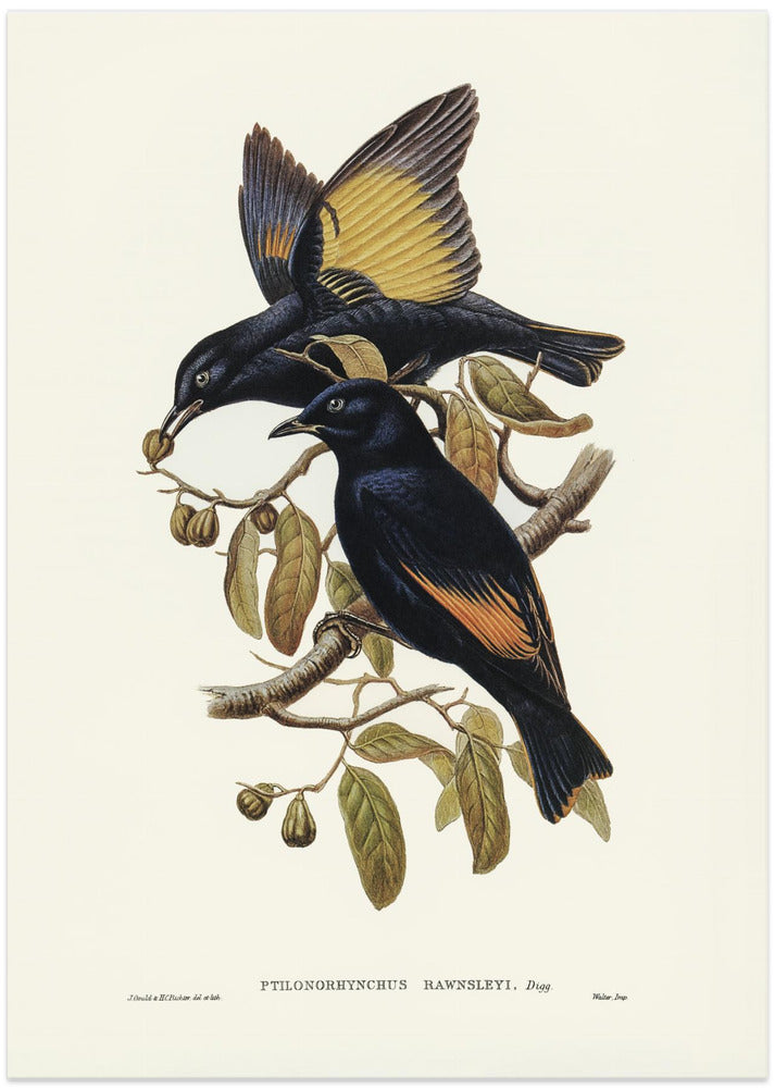 Rawnsley's Bower Bird