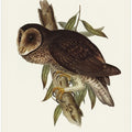 Sooty Owl