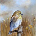 American Goldfinch In the Fall Light