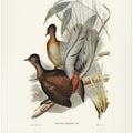 Albert Lyre Bird
