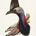 Australian Cassowary