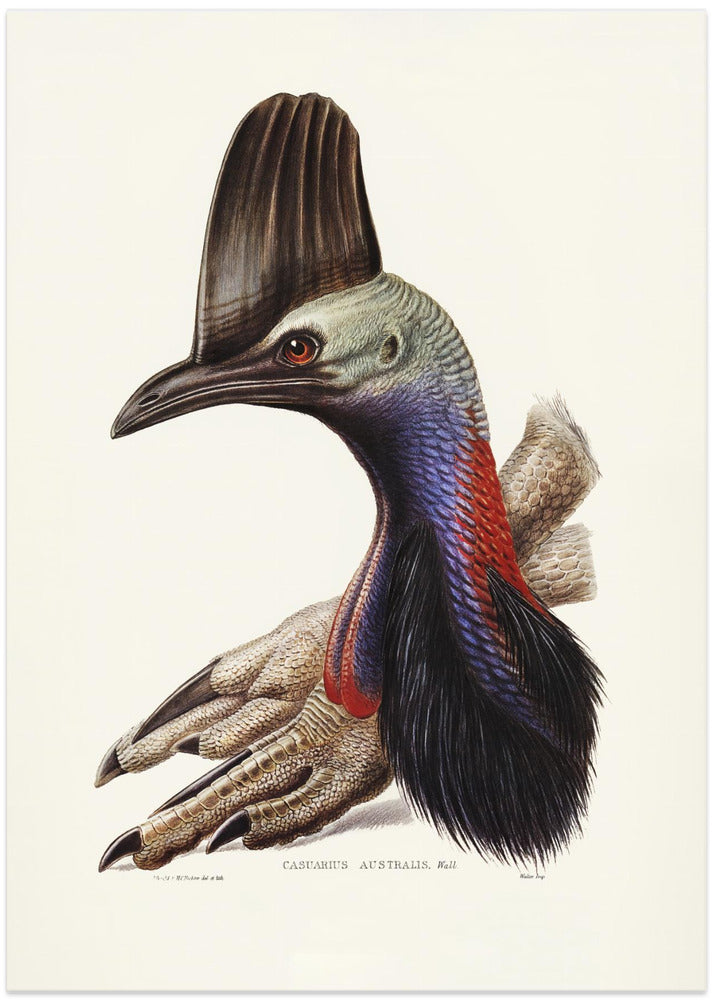 Australian Cassowary