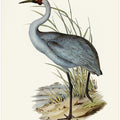 Australian Crane