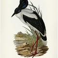 Australian Mycteria