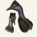 Bennett's Cassowary Blue