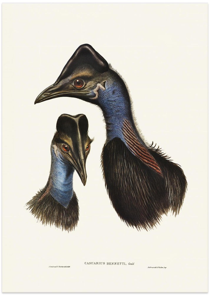 Bennett's Cassowary Blue