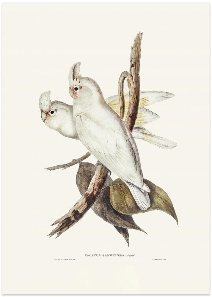 Blood Stained Cockatoo