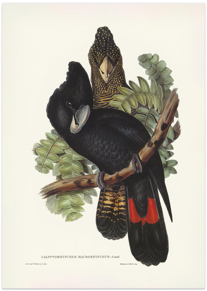 Great Billed Black Cockatoo